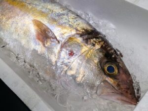 魚の写真